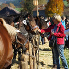 Ziegen und Pferde-113.jpg