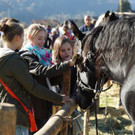 Ziegen und Pferde-108.jpg