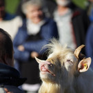 Ziegen und Pferde-81.jpg