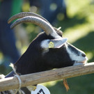 Ziegen und Pferde-55.jpg