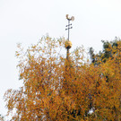 Markttag 2015 253.jpg