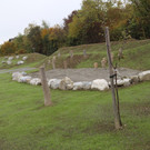 IMG_5732.JPG