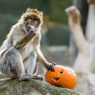 Das große Kürbisfressen zu Halloween im Wiener Tiergarten Schönbrunn