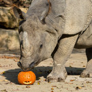 PA_Halloween_Nashorn1.jpg