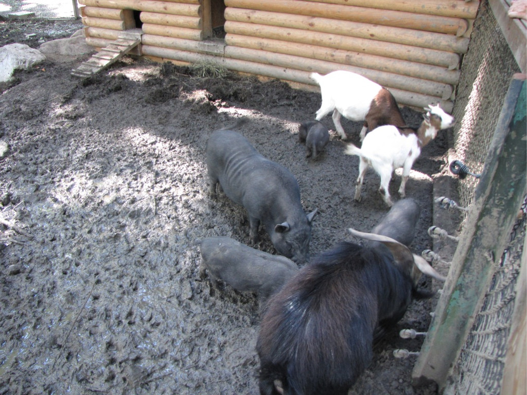 KOE_Wildpark Fuetterungsverbot 6.jpg