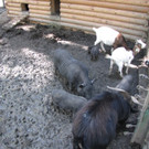 KOE_Wildpark Fuetterungsverbot 6.jpg