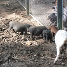 KOE_Wildpark Fuetterungsverbot 7.jpg