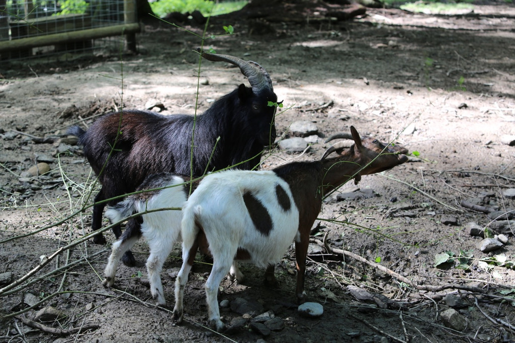 KOE_Wildpark Fuetterungsverbot 8.jpg