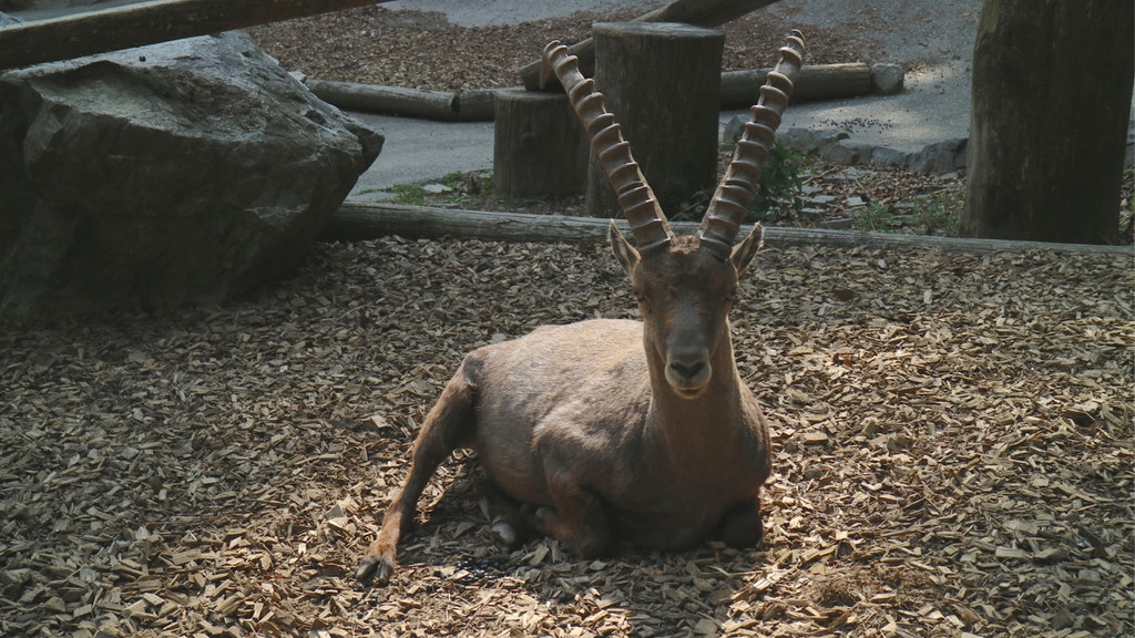 KOE_Wildpark Fuetterungsverbot 9.jpg