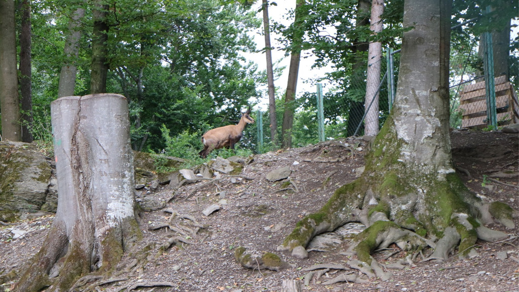 KOE_Wildpark Fuetterungsverbot 10.jpg