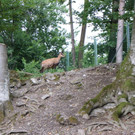 KOE_Wildpark Fuetterungsverbot 10.jpg