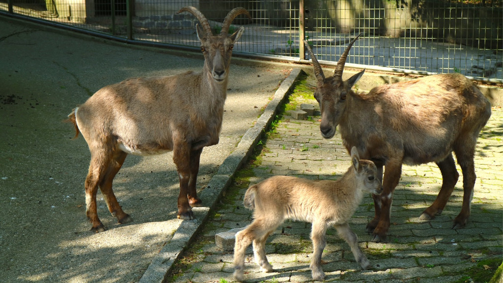 KOE_Wildpark Fuetterungsverbot 11.jpg