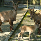 KOE_Wildpark Fuetterungsverbot 11.jpg