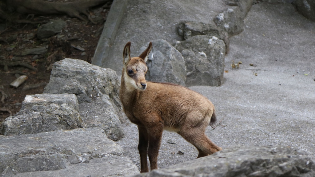 KOE_Wildpark Fuetterungsverbot 12.jpg