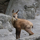 KOE_Wildpark Fuetterungsverbot 12.jpg