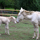 KOE_Wildpark Fuetterungsverbot 15.jpg