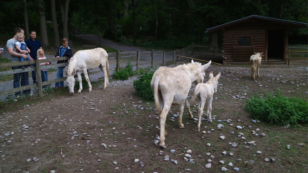 KOE_Wildpark Fuetterungsverbot 16.jpg