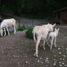 KOE_Wildpark Fuetterungsverbot 16.jpg