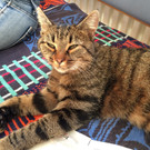 Katze zugelaufen 