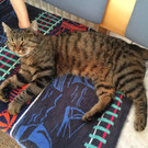 Katze zugelaufen 