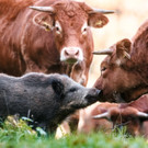 Rinderherde adoptiert junges Wildschwein