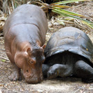 Owen und Mzee: Riesenschildkröte adoptiert Flusspferd