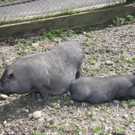 Nachwuchs im Wildpark am Pfänder