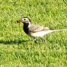 a DSV_4 zu 0 - 04_06_2010 39_jpg-1275729126
