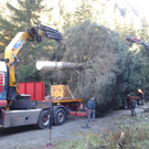 Weihnachtsbaum-Transport Tirol - Rathausplatz