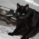 Kater Kömür