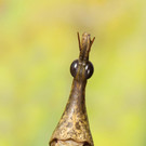 Pferdekopfschrecken im Tiergarten Schönbrunn
