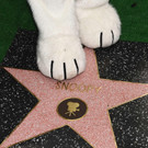 Snoopy bekommt "Walk of Fame"-Stern