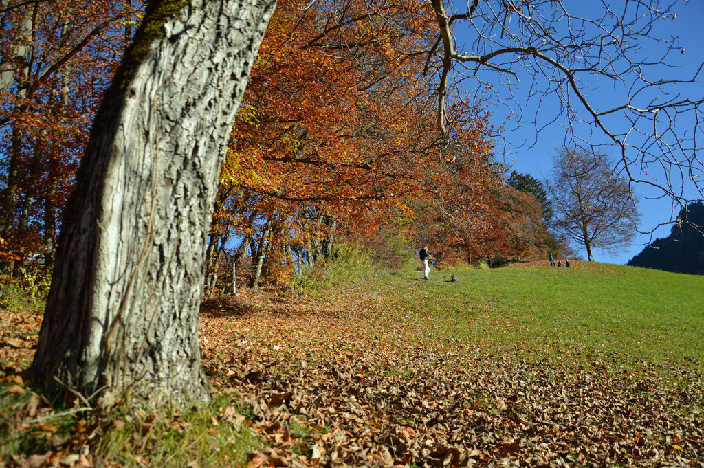 c_Gerhard_Scopoli_Herbst_Schruns_0988.jpg