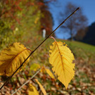 c_Gerhard_Scopoli_Herbst_Schruns_0994.jpg