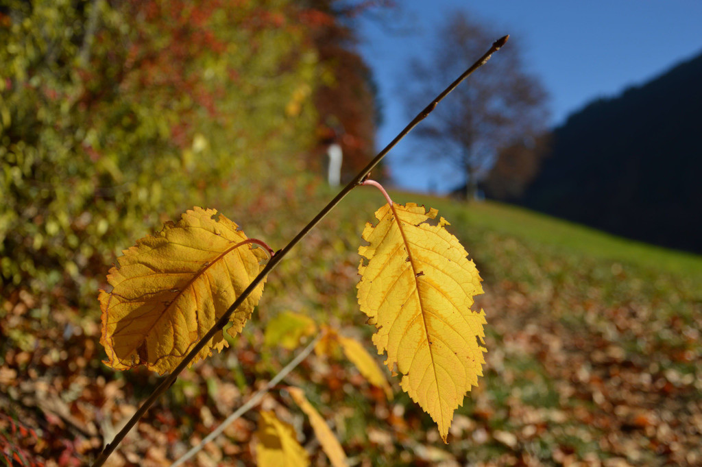 c_Gerhard_Scopoli_Herbst_Schruns_0994.jpg