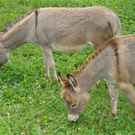 DSC02646.JPG