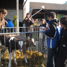 Bauernhof 010_jpg-1275817114