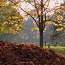 Goldener Herbst im Wiener Prater: Slackliner zeigen ihr Können