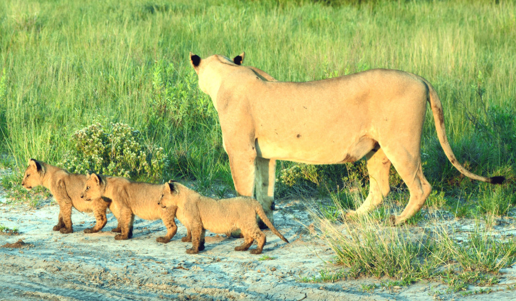Botswana Foto 32.jpg