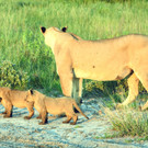 Botswana Foto 32.jpg
