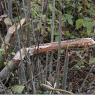 Ein Biber in Brederis