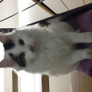 zugelaufene Katze