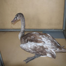Schwan_5.jpg