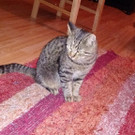 Tigerkatze