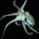 Der Krake im Aquarienhaus im Tiergarten Schönbrunn