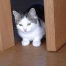Katzengeschwister