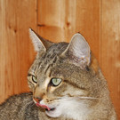 Miss Sofie