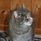 rosile_2_okt_15.jpg