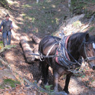Heimischer Wald