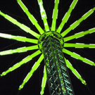 102_2445_jpg-1275867923